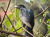 Koel