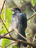 Koel