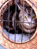 Cat in basket