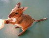 Pademelon