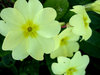 Yellow Primrose