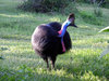 Cassowary 4