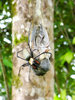 Nephila Maculata