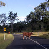 Cattle on the road