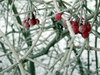 Frozen Berries 1