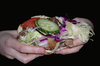 Greasy Late Night Kebab