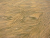 Tar Beach