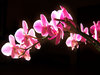 orchids