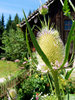 thistle