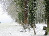 trees in winter