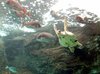 dude - ocean turtle