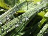 morning dew