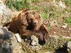 brown bear