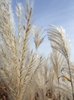 reed
