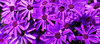happy purple!