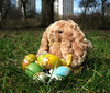bunny in the city