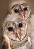 Barn Owl brood