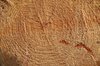 Trunk texture 1