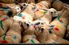 sheep