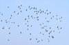 Flock of Whistling Teals