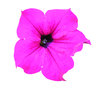 Pink flower