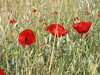 Poppies in a meadow