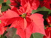 Poinsettia flower