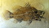 Fossil fish