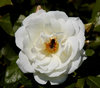 The Rose