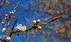 Springtime 1