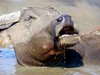 Wild Life 1
