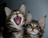 Kittens 2