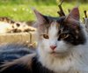 Maine Coon 1