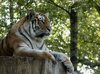 Wild Life 3