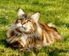 Maine Coon 3