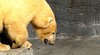 Animaltoys