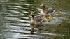Meet the Geese family 2