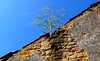 Lifetree