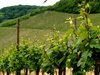 Winefields 1