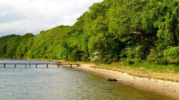 Coastline with forrest 1: Coastline - with forrest. Pictures taken in may 2007. Close to Middelfart, Fyn