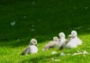 Swan to be