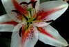 Lily 1
