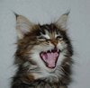 Kittens 2