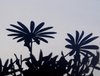 Shadow Flowers 1