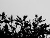 Shadow Flowers 3