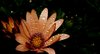 Raindrops 2