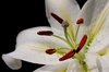 Lily close up 3
