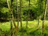Green as a forrest