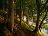 Forrestgreen 4