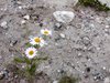 daisies